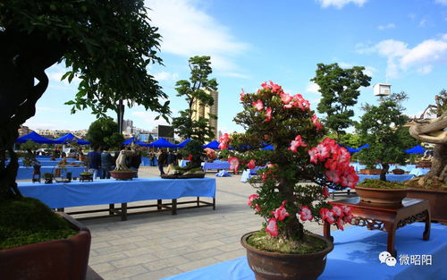 昭陽(yáng)創(chuàng)園杯 家門(mén)口的奇花異石，邀你共賞苗木種植之美