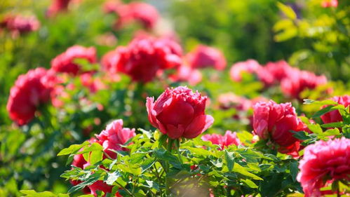 618熱度減退，半畝花田如何憑借苗木種植逆勢(shì)增長(zhǎng)？